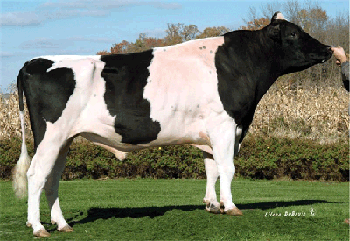 Figura 1