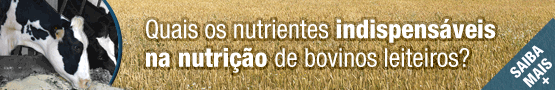 Conheça os nutrientes essenciais para nutrição de bovinos leiteiros