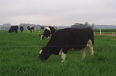 Vacas holandesas pastejando trigo duplo prop�sito