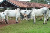 Tourinhos nelore iniciando confronto