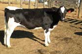 Bezerra - Fazenda Corda