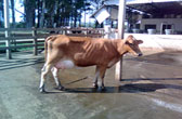 Novilha Girolando 3/4