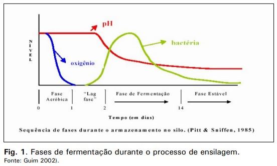 Fases formação silagem