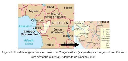 Conheça o café conilon: a espécie descoberta no Congo