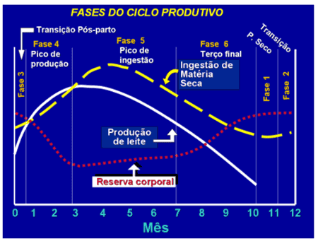 Passo a passo de como parar uma vaca