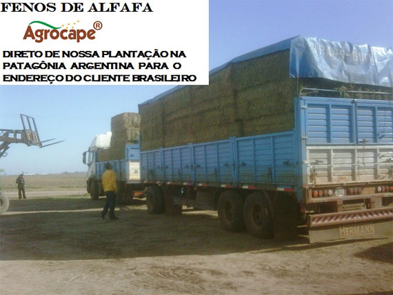 Figura 6