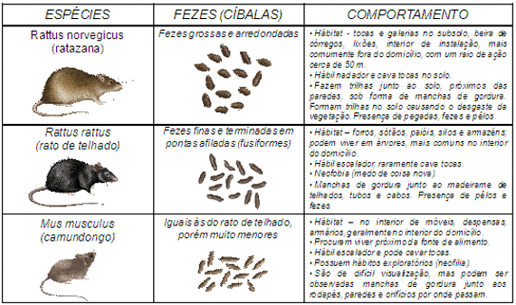 Ratazana ou rato-preto: qual o pior tipo de rato?