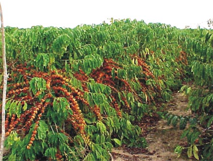 Livro apresenta pesquisas para o desenvolvimento do conilon e robusta